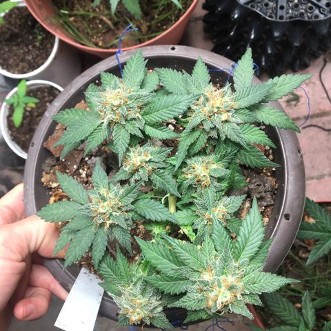 Jelly  growlog timeline photo