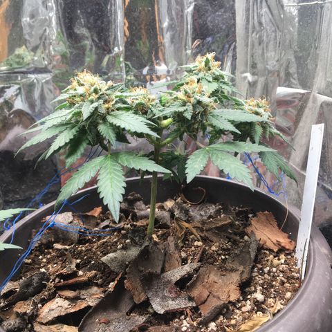 Jelly  growlog timeline photo