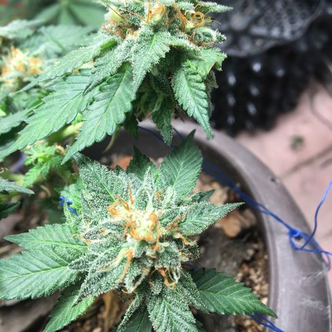 Jelly  growlog timeline photo