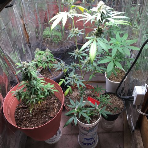 Jelly  growlog timeline photo