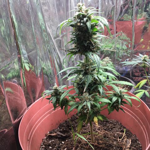 Jelly  growlog timeline photo