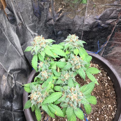 Jelly  growlog timeline photo