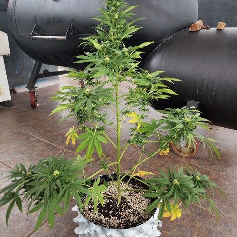 Oreoz growlog photo: Trasplante de maceta a Air pot 