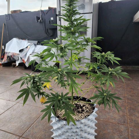Oreoz growlog photo: Trasplante de maceta a Air pot 