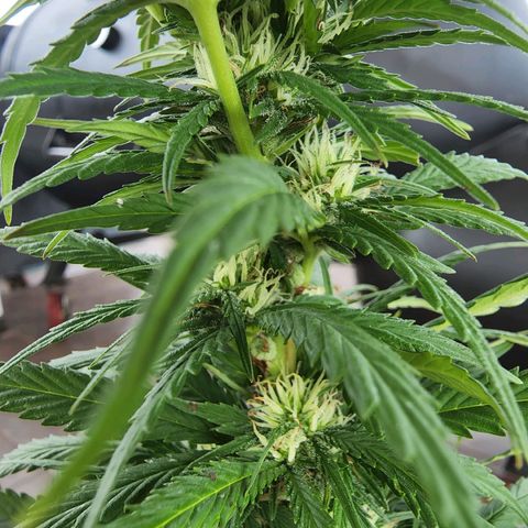 Oreoz growlog photo: Trasplante de maceta a Air pot 