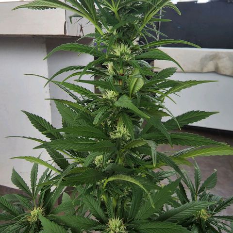 Oreoz growlog photo: Trasplante de maceta a Air pot 