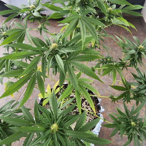 Oreoz growlog photo: Trasplante de maceta a Air pot 