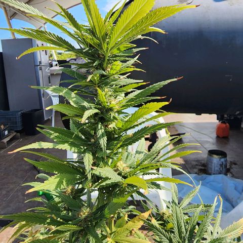 Oreoz growlog timeline photo