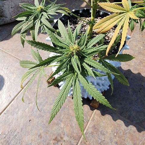 Oreoz growlog timeline photo