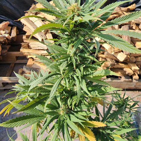 Oreoz growlog timeline photo