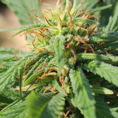 Oreoz growlog timeline photo