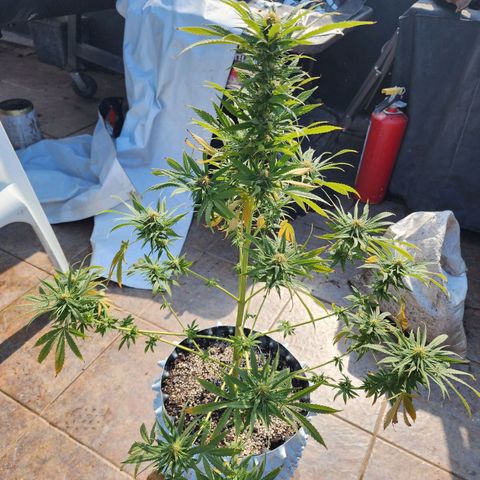 Oreoz growlog timeline photo