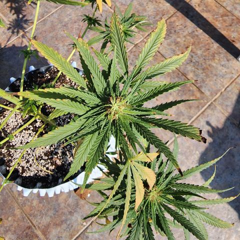 Oreoz growlog timeline photo