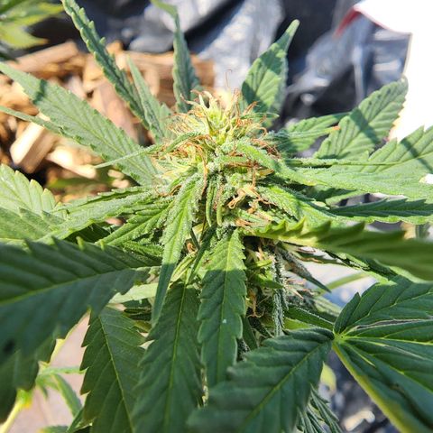 Oreoz growlog timeline photo