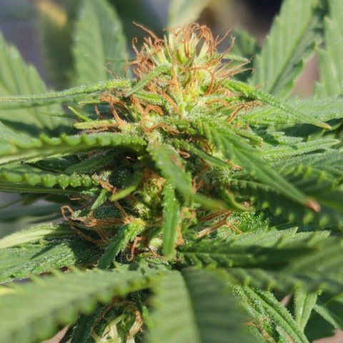 Oreoz growlog timeline photo