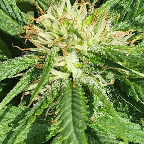 Oreoz growlog timeline photo