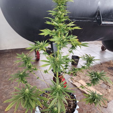 Oreoz growlog timeline photo