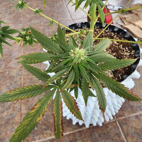 Oreoz growlog timeline photo
