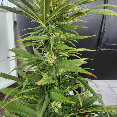 Oreoz growlog timeline photo