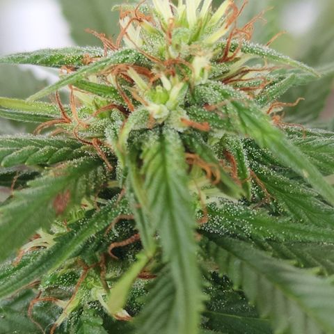 Oreoz growlog timeline photo