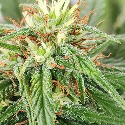 Oreoz growlog timeline photo