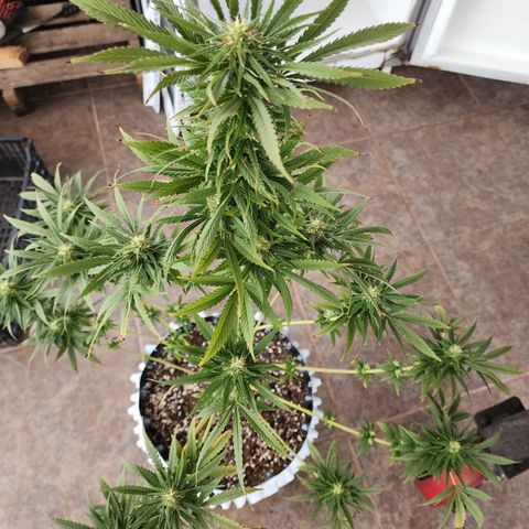 Oreoz growlog timeline photo