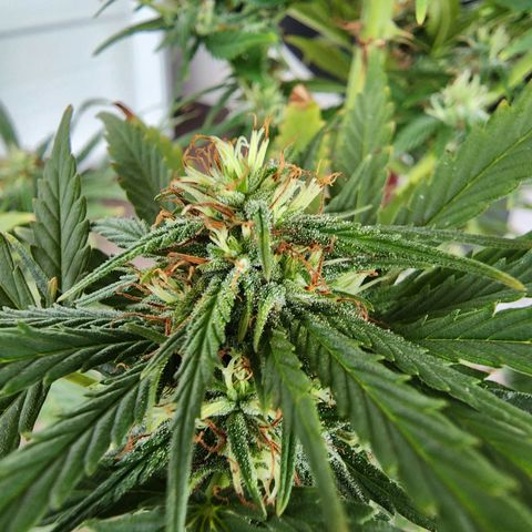 Oreoz growlog timeline photo