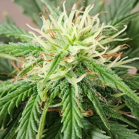 Oreoz growlog timeline photo