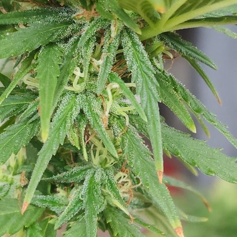 Oreoz growlog timeline photo