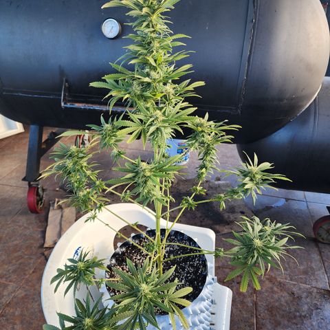 Oreoz growlog timeline photo