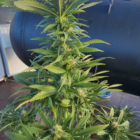 Oreoz growlog timeline photo