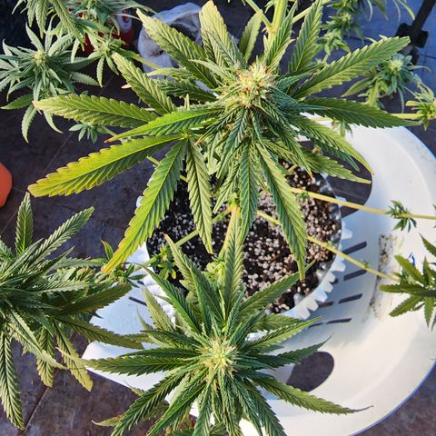 Oreoz growlog timeline photo