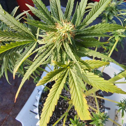 Oreoz growlog timeline photo
