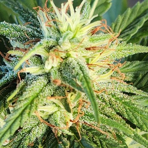 Oreoz growlog timeline photo