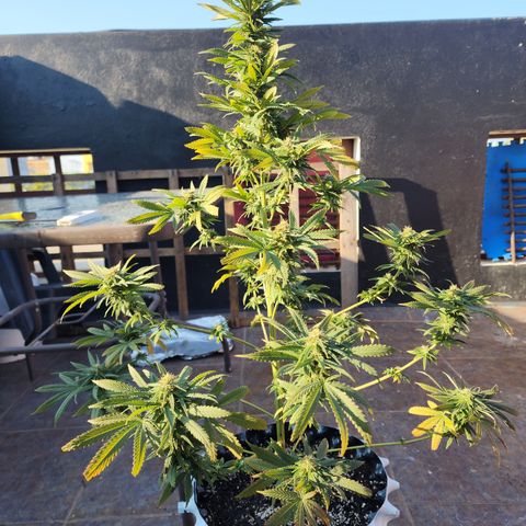 Oreoz growlog timeline photo
