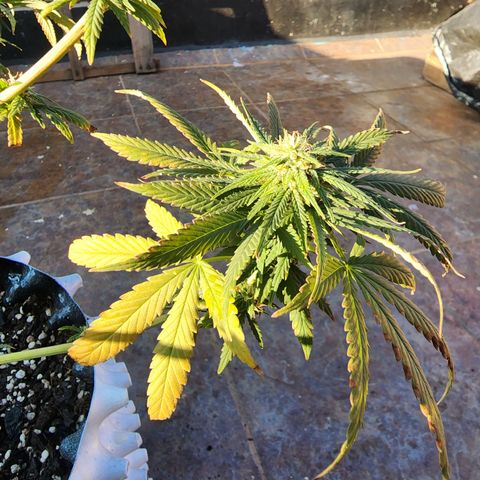 Oreoz growlog timeline photo