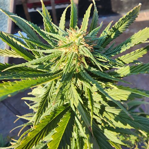 Oreoz growlog timeline photo