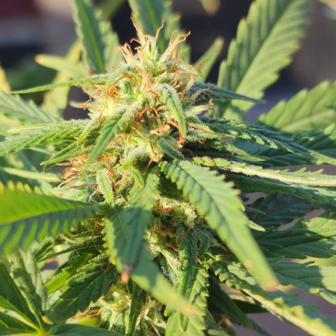 Oreoz growlog timeline photo