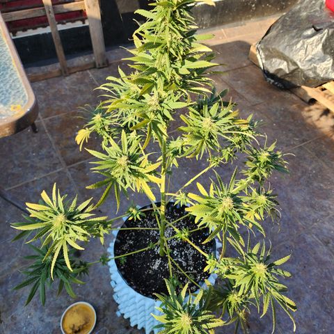 Oreoz growlog timeline photo