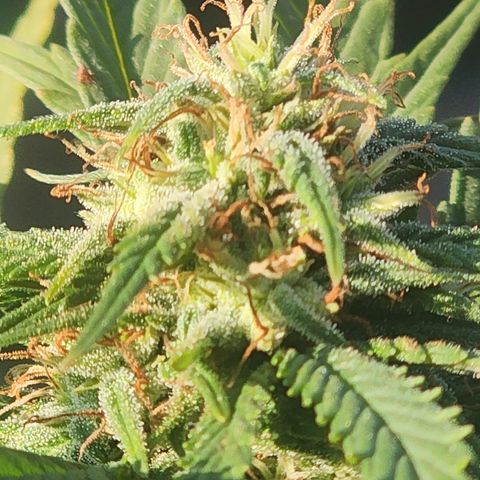 Oreoz growlog timeline photo