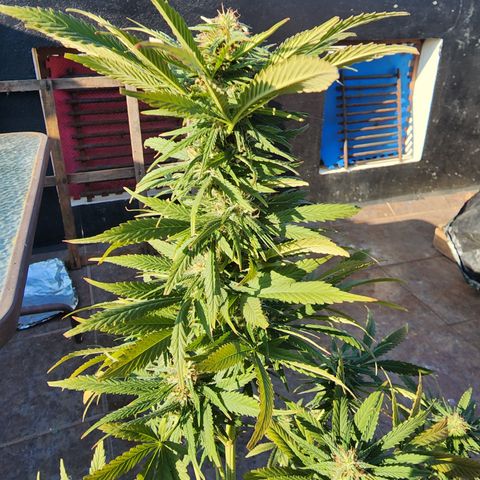 Oreoz growlog timeline photo