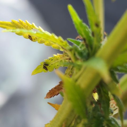 Oreoz growlog timeline photo