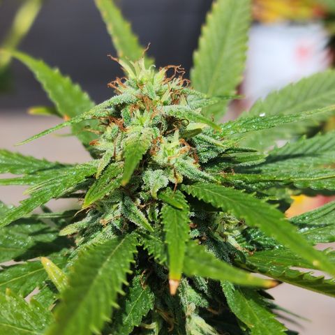 Oreoz growlog timeline photo