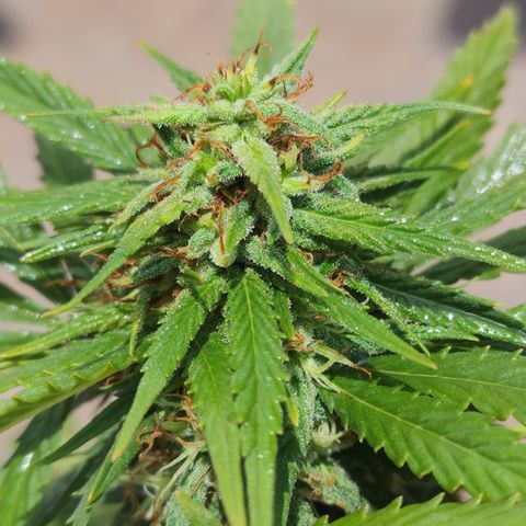 Oreoz growlog timeline photo