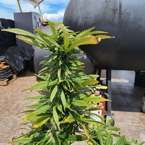 Oreoz growlog timeline photo