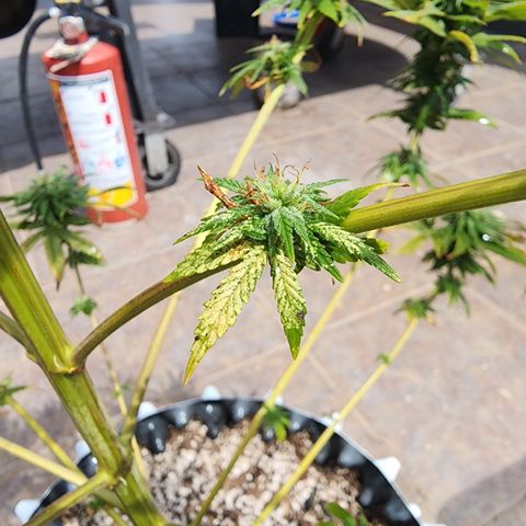 Oreoz growlog timeline photo