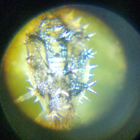 Oreoz growlog timeline photo