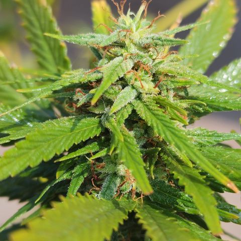 Oreoz growlog timeline photo