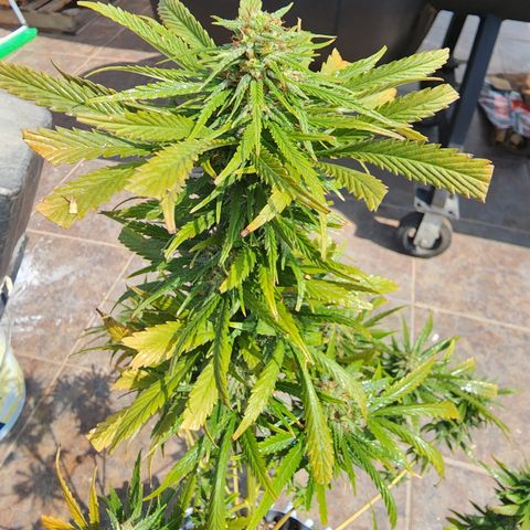 Oreoz growlog timeline photo