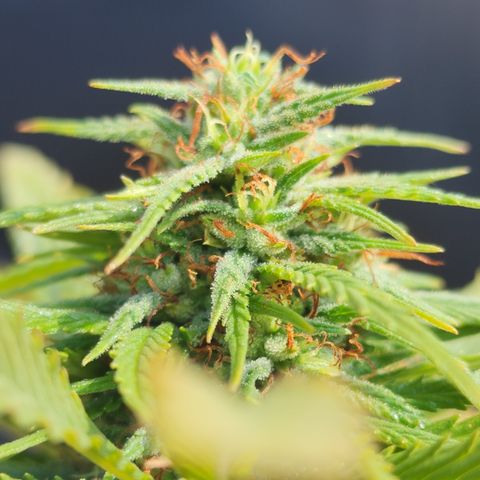 Oreoz growlog timeline photo